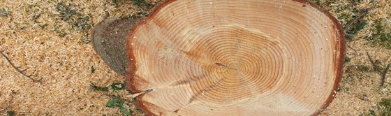 Arboriculturual Equipment Suppliers: Arb and Forestry Network