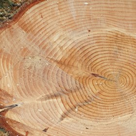 Arboriculturual Equipment Suppliers: Arb and Forestry Network